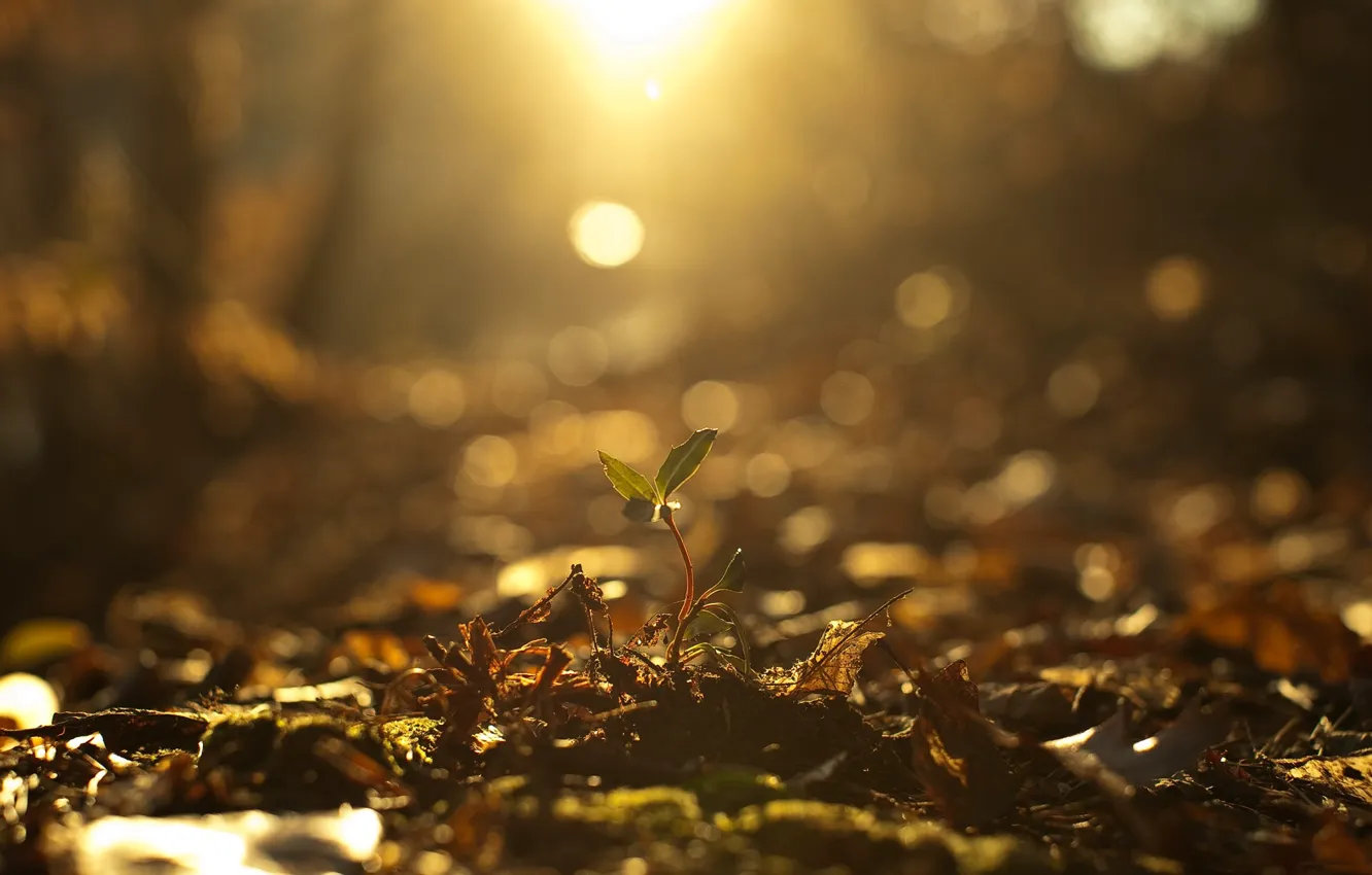 Фото обои листья, растение, новая жизнь, божественный свет