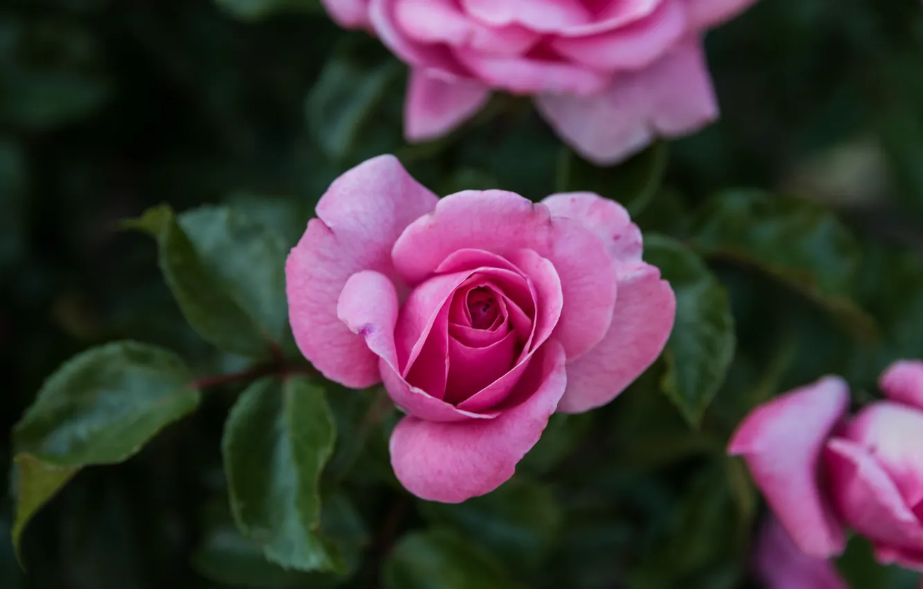 Фото обои розы, розовые, бутоны
