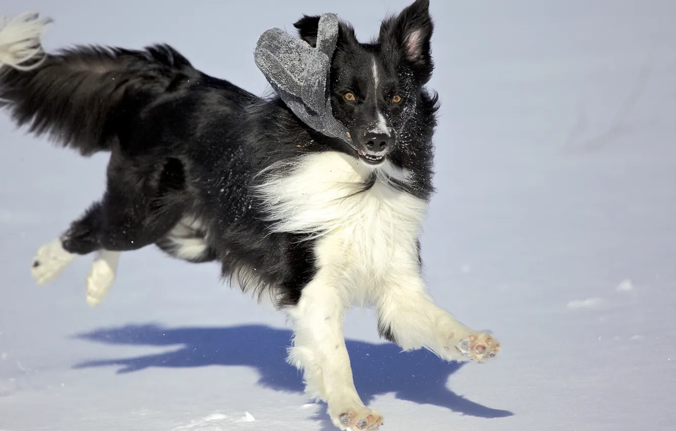 Фото обои зима, снег, игра, собака, варюшка