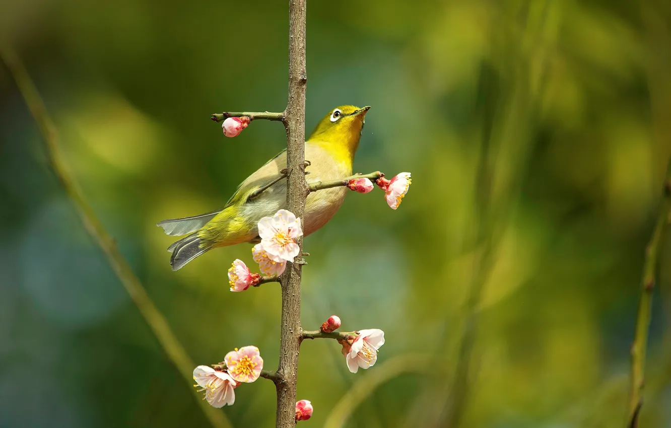 Фото обои цветы, ветки, птица, красота, размытие, весна, сакура, птичка