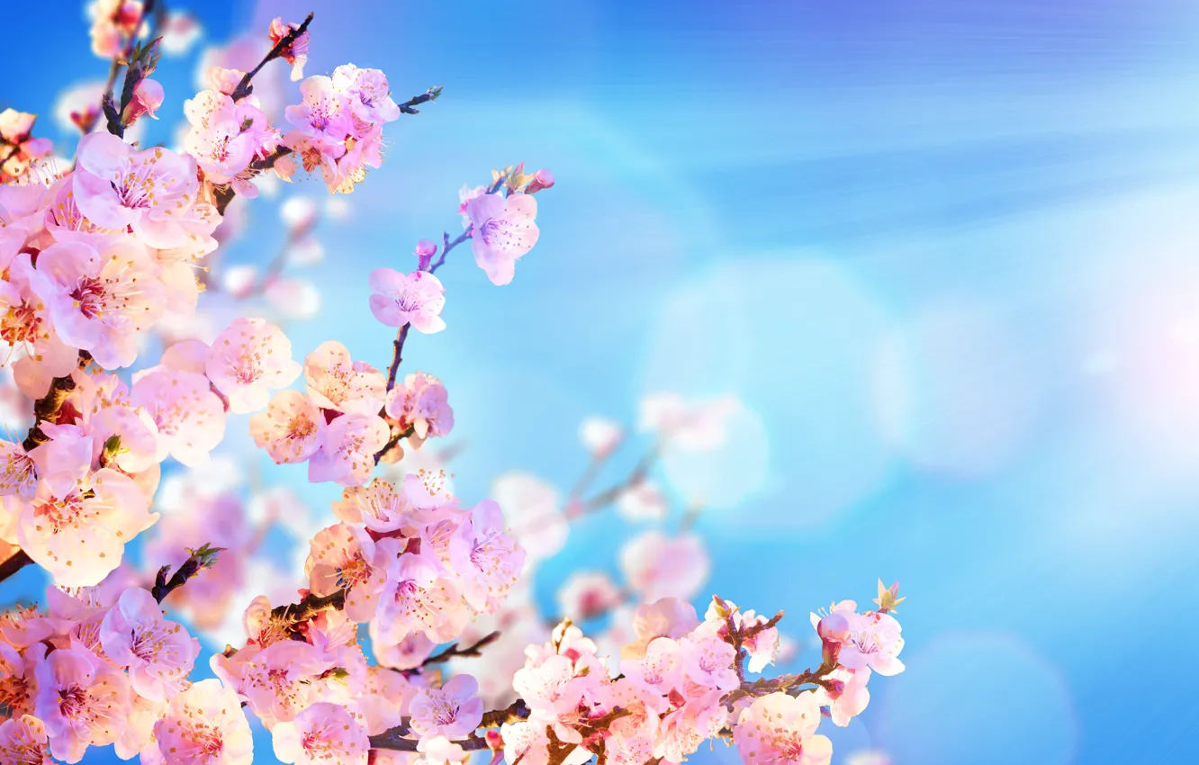 Фото обои небо, солнце, цветы, ветки, весна, сакура, цветение, sky