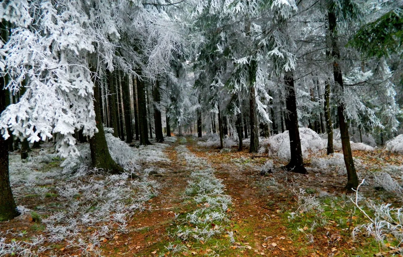 Фото обои иней, лес, деревья, Зима, тропа