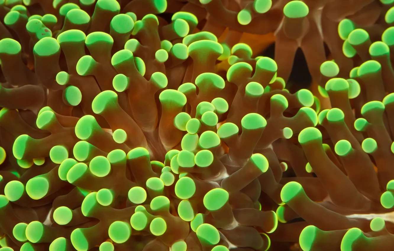 Фото обои макро, неон, кораллы