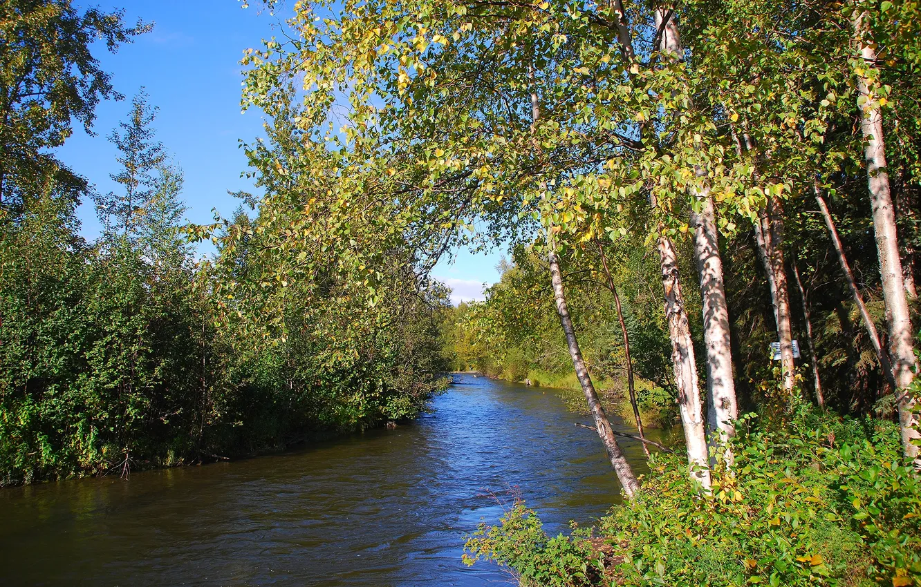 Фото обои деревья, река, течение, листва, берега