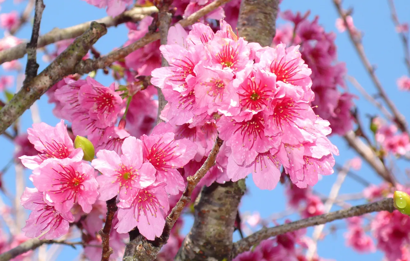 Фото обои макро, ветки, вишня, красота, весна, colorful, сакура, Sakura