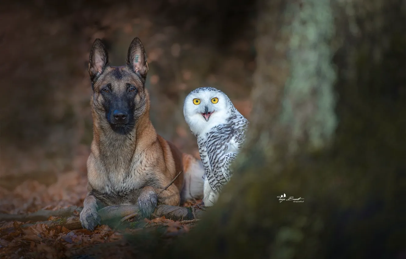 Фото обои photography, animals, dog, owl, german shepherd