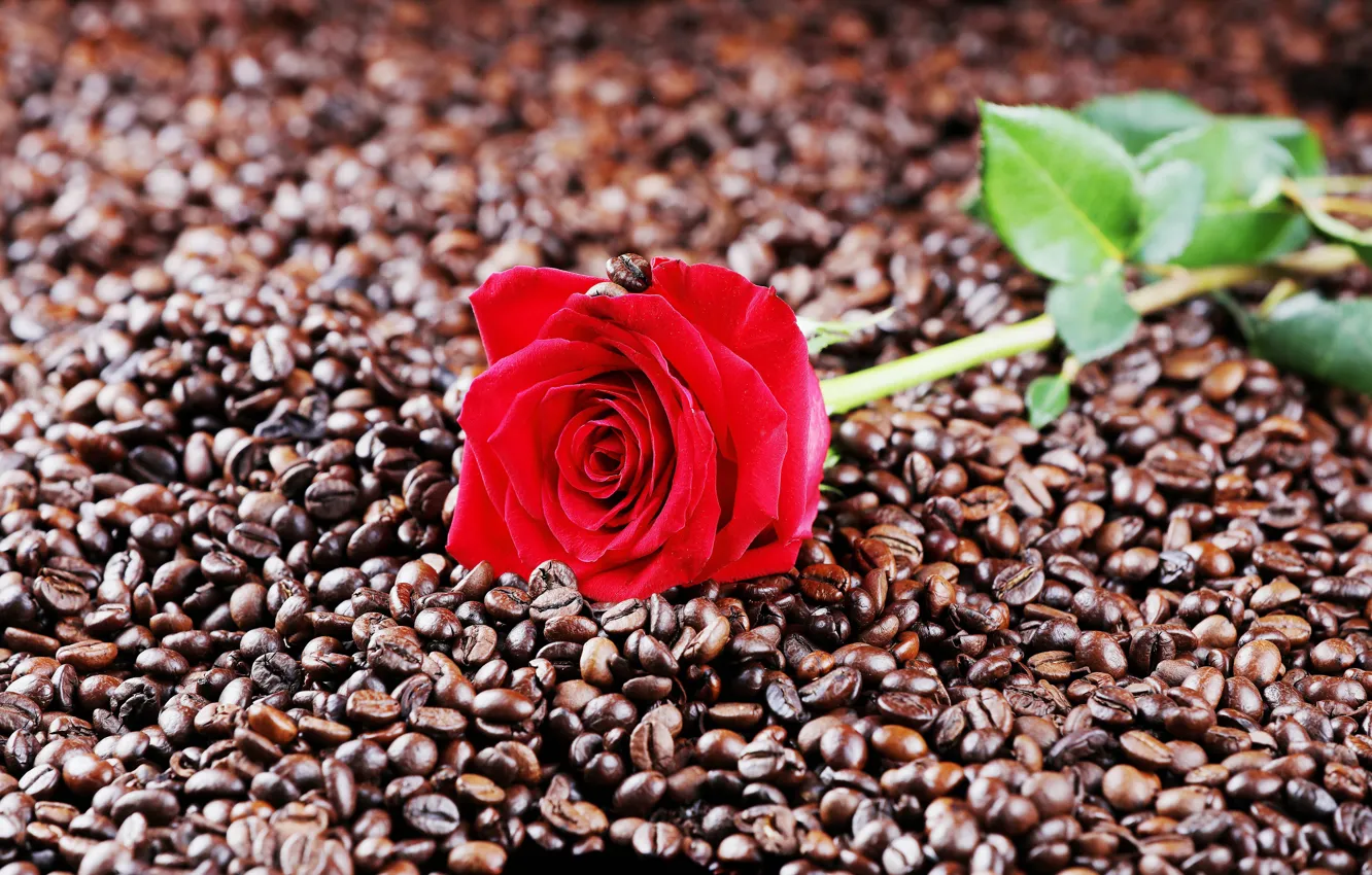 Фото обои фото, роза, кофе