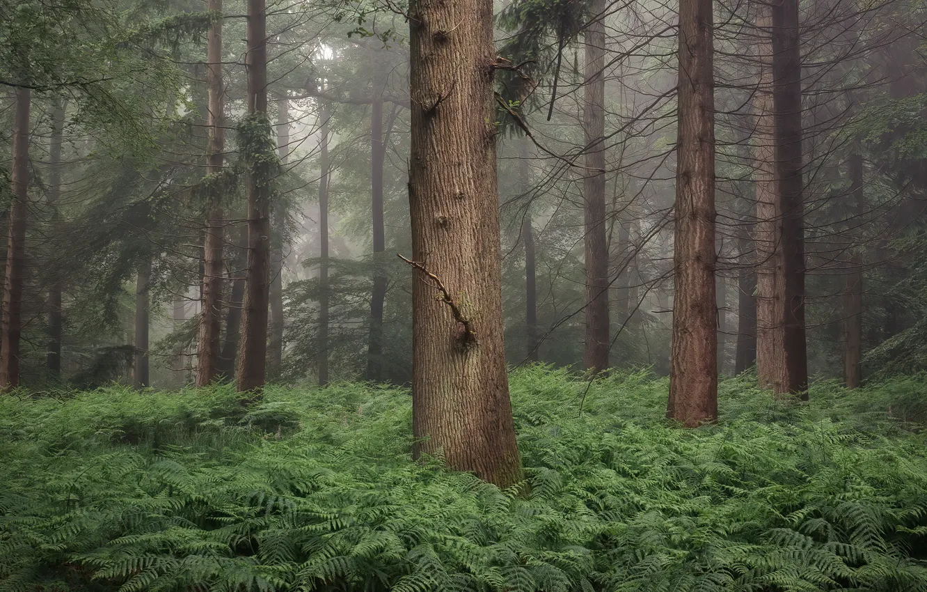 Фото обои лес, лето, папоротник