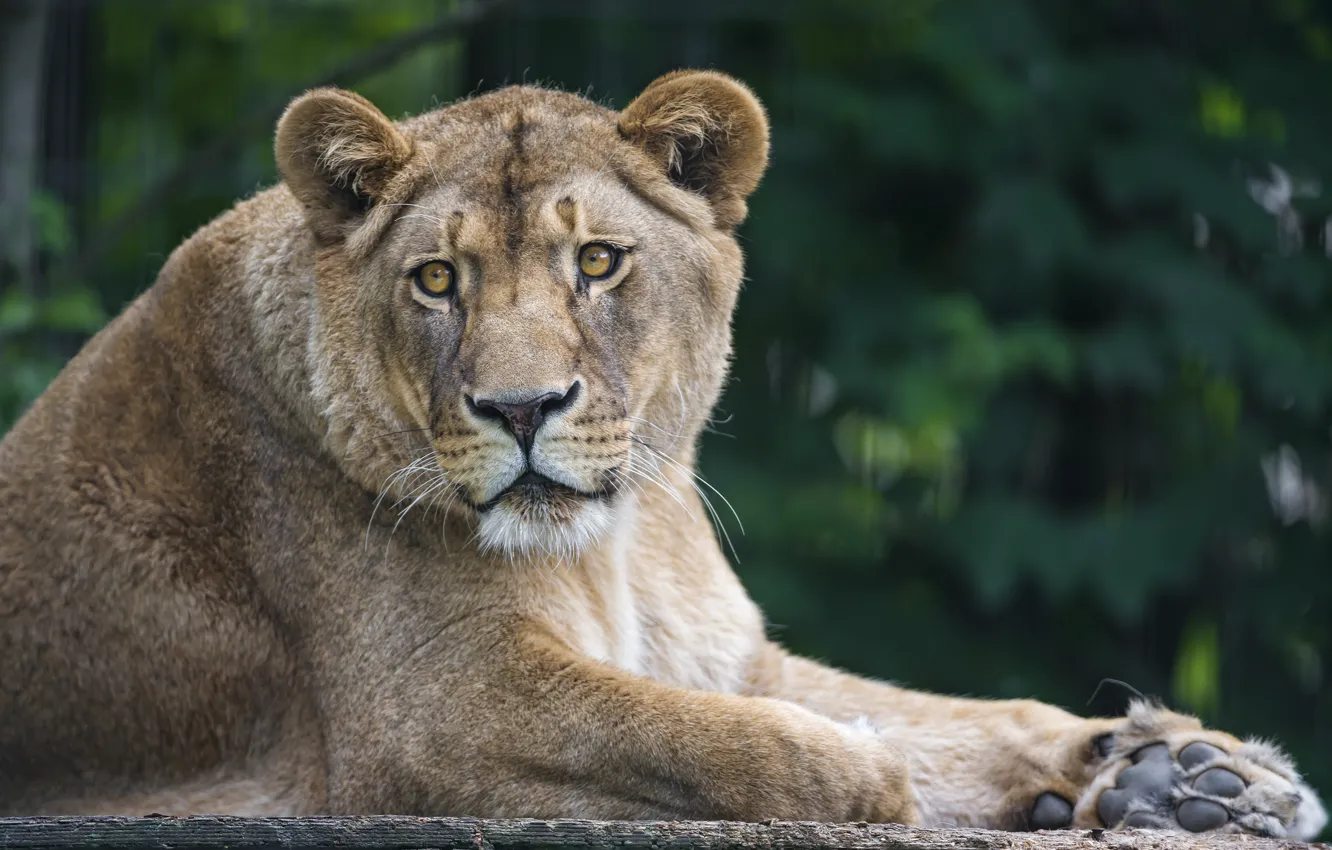 Фото обои кошка, взгляд, львица, ©Tambako The Jaguar