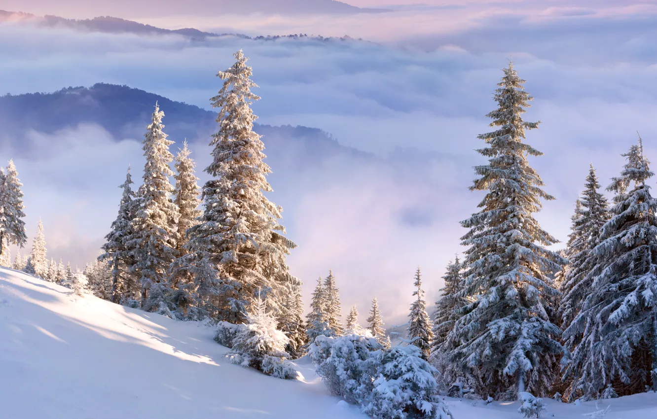 Фото обои зима, небо, облака, снег, деревья, горы, ель, склон