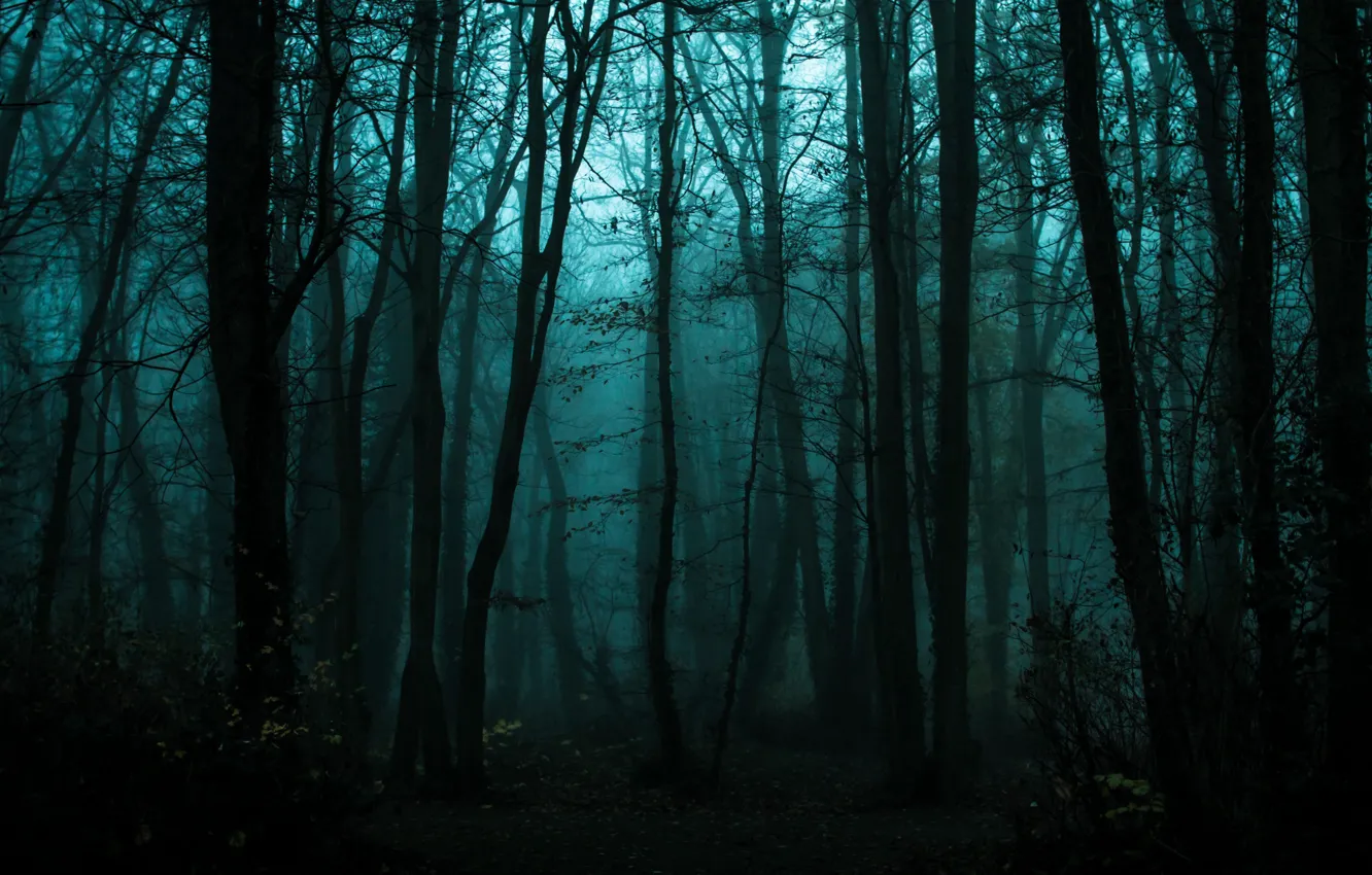 Фото обои зима, лес, деревья, природа, туман, сумерки