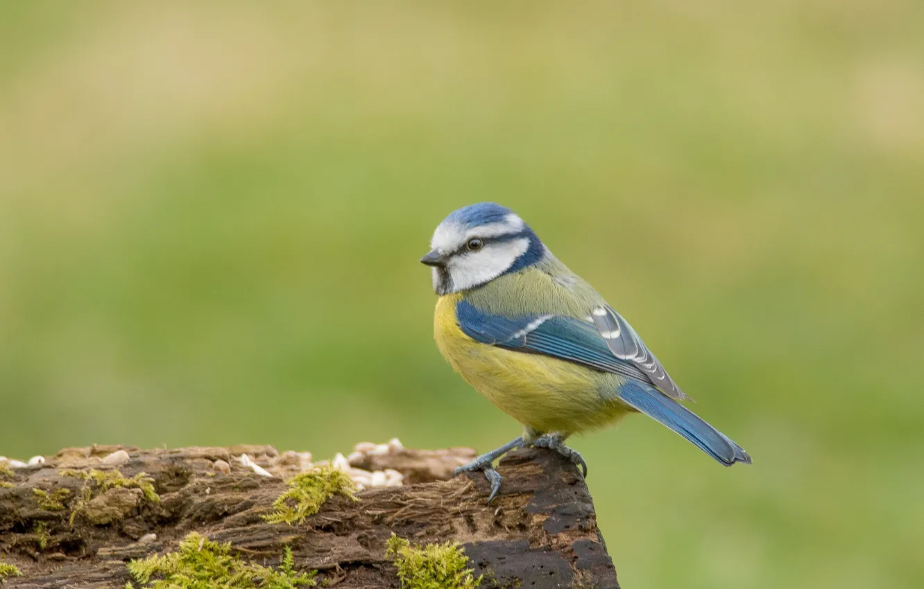 Фото обои птица, синица, лазоревка