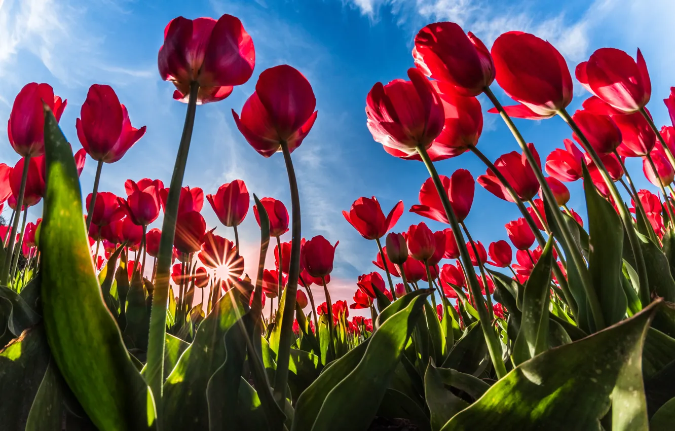 Фото обои зелень, поле, листья, солнце, облака, лучи, свет, цветы