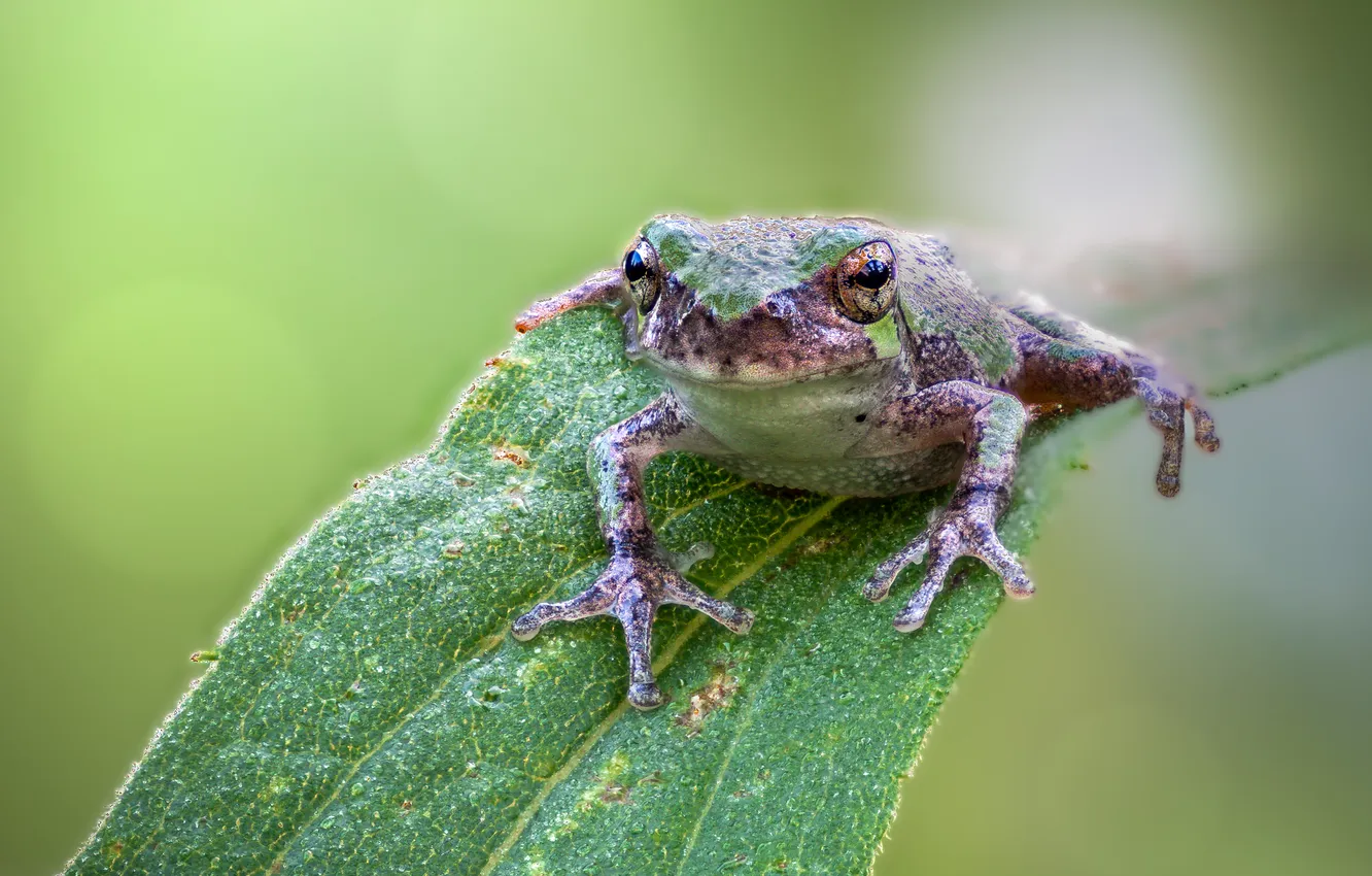 Фото обои leaf, reptile, Toad, Amphibian