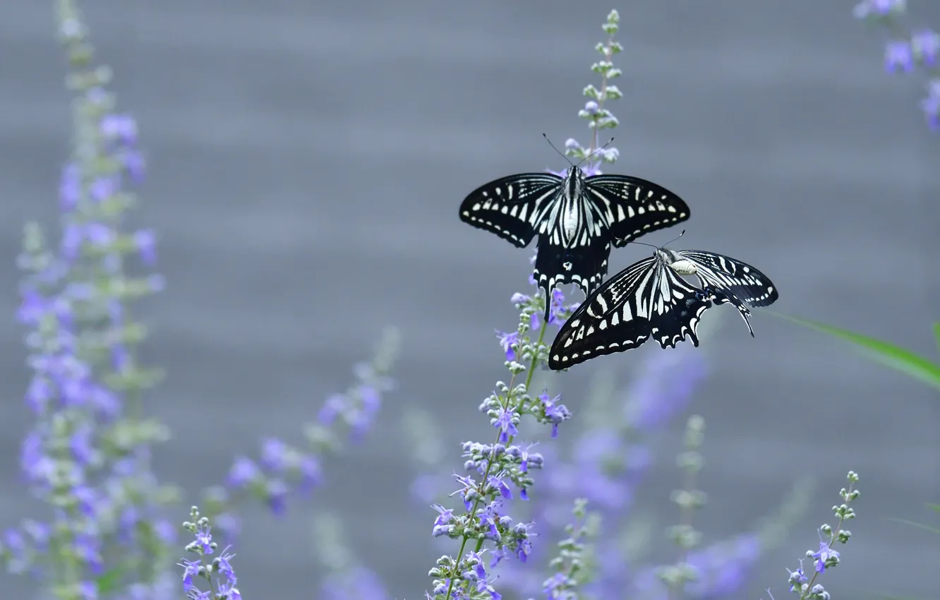 Фото обои бабочки, цветы, фон, бабочка, две, пара, дуэт, махаон