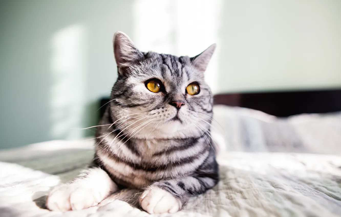 Фото обои кот, серый, cat, желтые глаза, gray, yellow eyes, серый кот