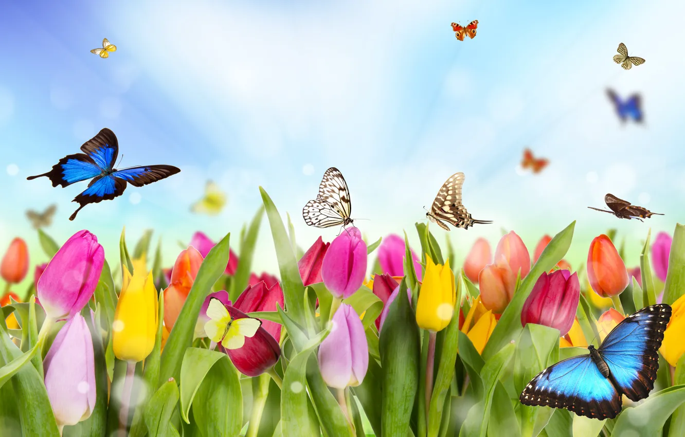 Фото обои бабочки, цветы, рисунок, тюльпаны, разноцветье