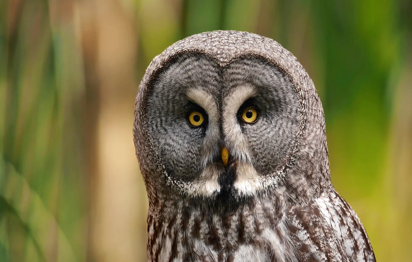 Фото обои взгляд, сова, птица, портрет, хищница, Great Grey Owl, Бородатая неясыть, Strix nebulosa