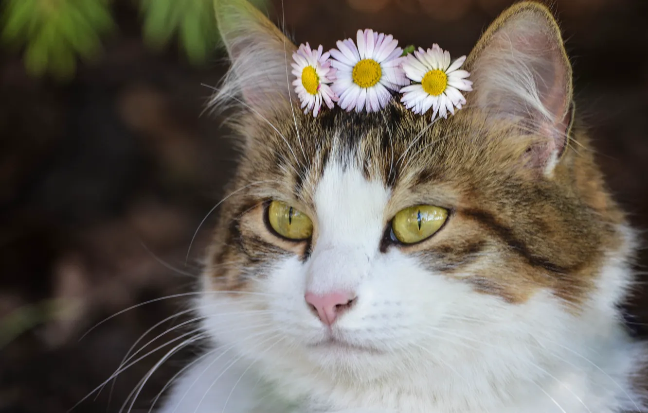 Фото обои кошка, взгляд, цветы, портрет, мордочка, маргаритки