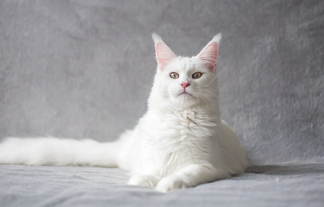 Фото обои кошка, белый, кот, взгляд, морда, поза, хвост, лежит