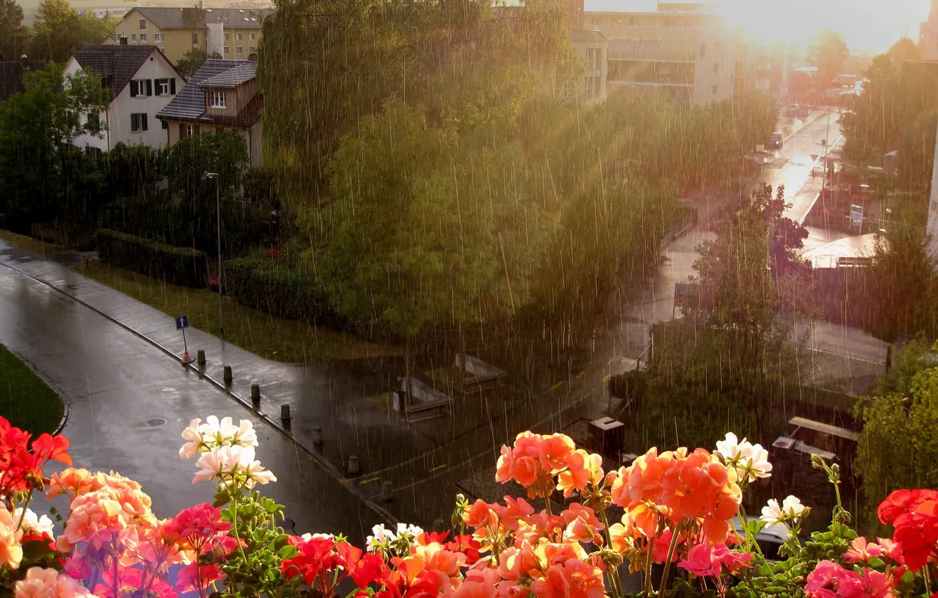 Фото обои цветы, дождь, улица, окно