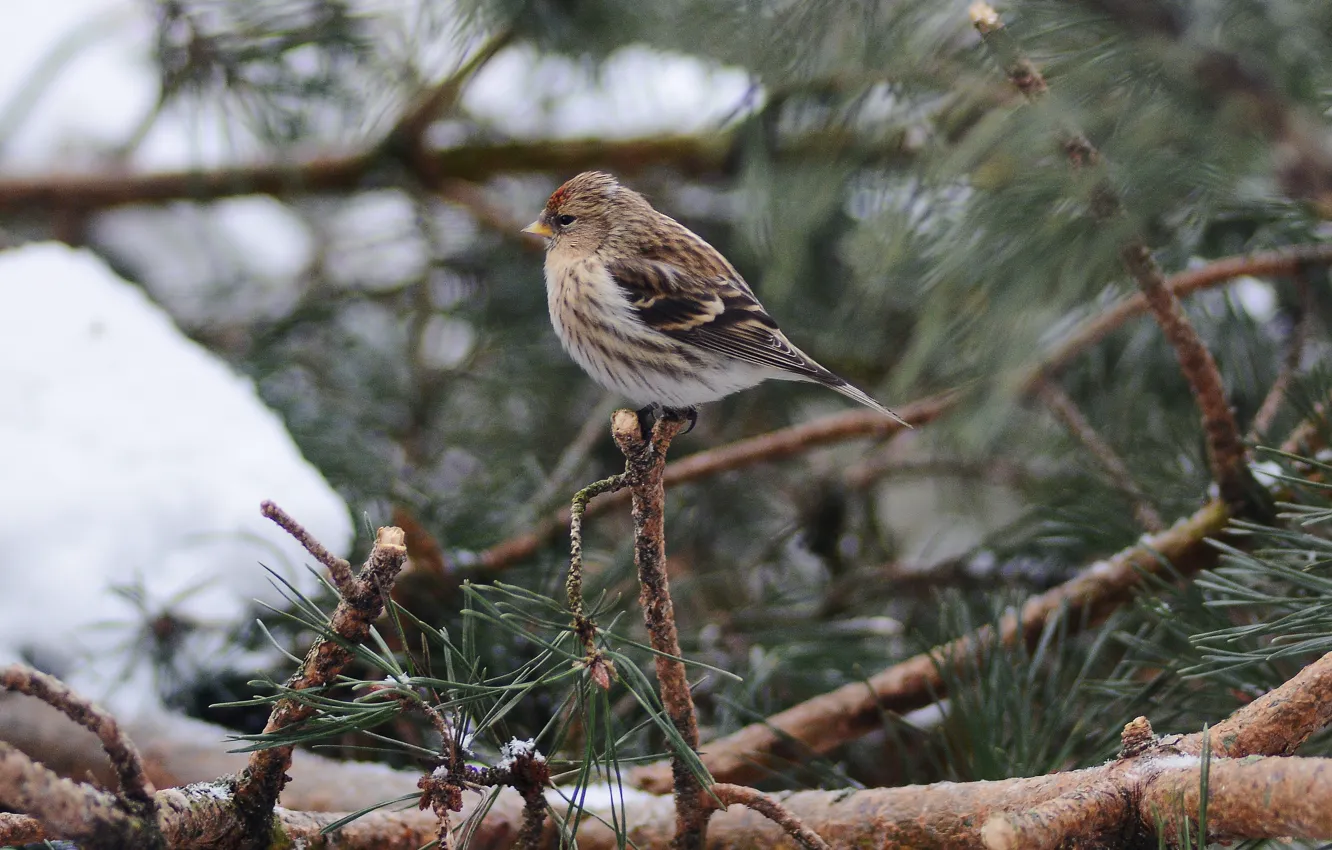 Фото обои зима, птица, сидит, сосна, чечетка