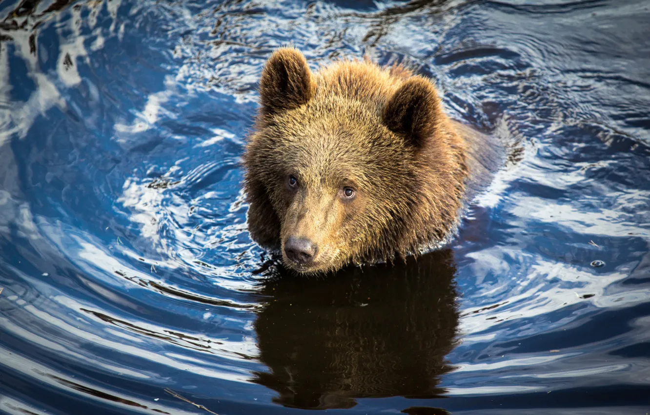 Фото обои вода, медведь, медвежонок