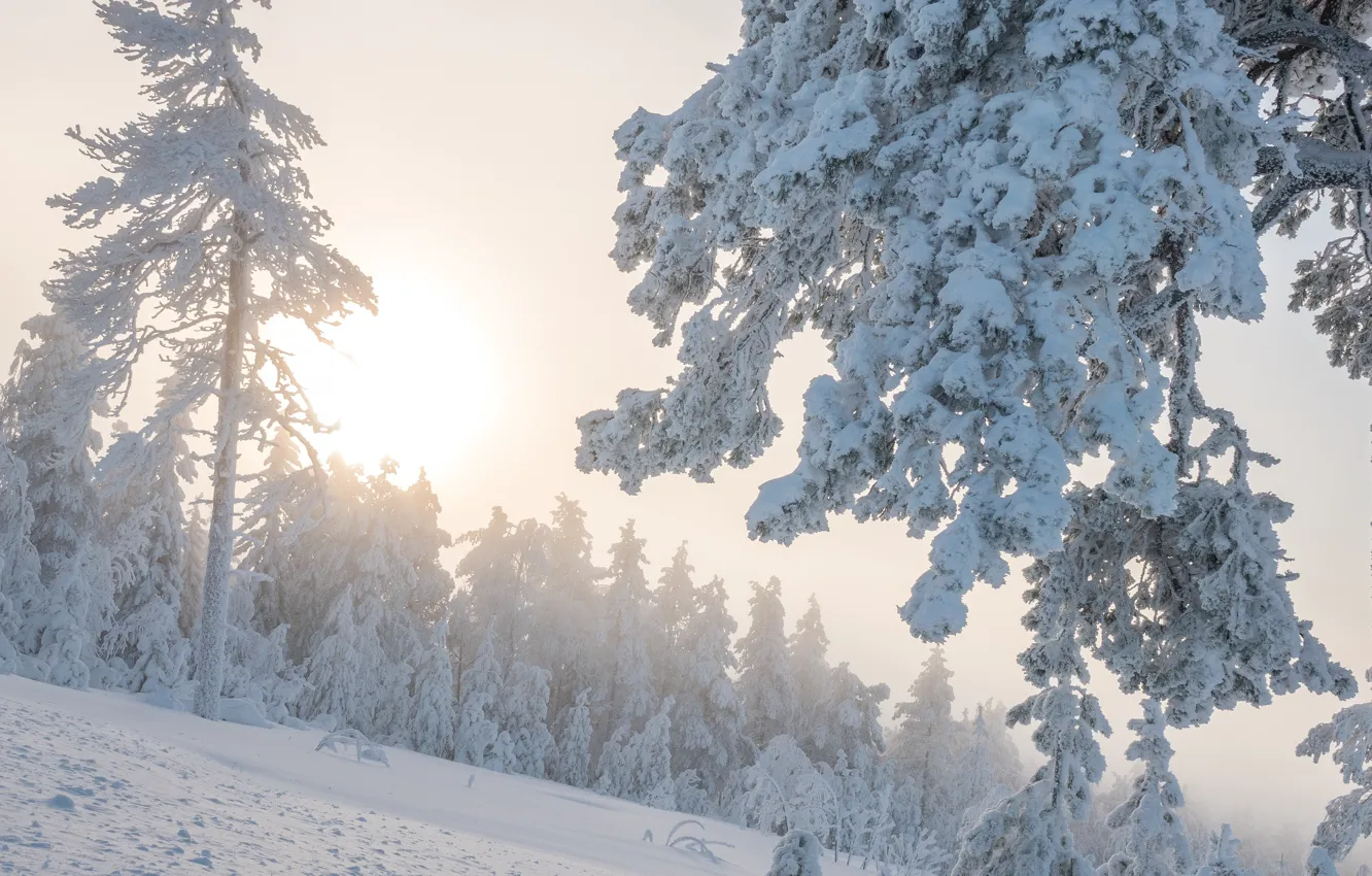 Фото обои зима, иней, лес, солнце, свет, снег, ветки, природа