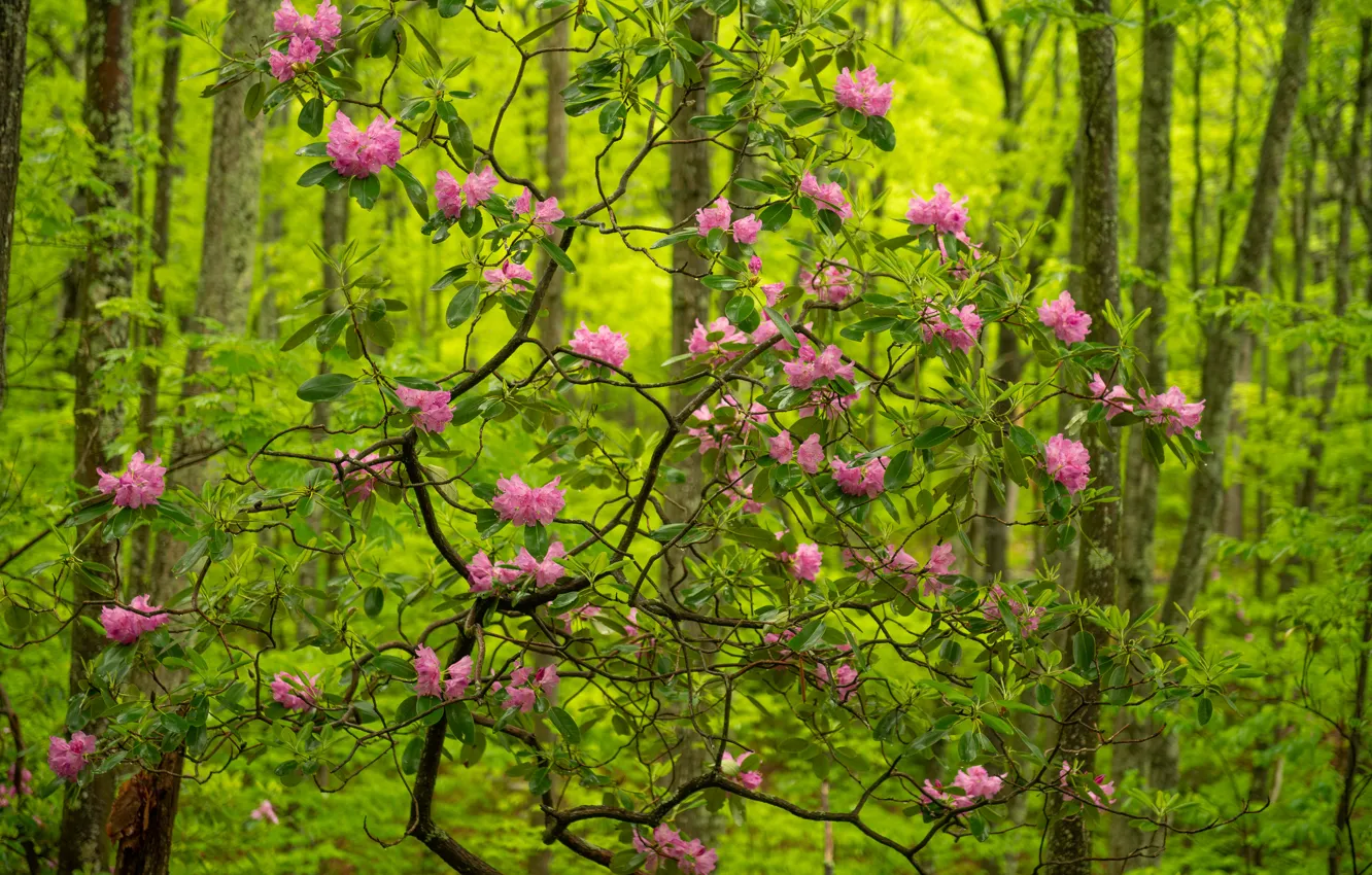 Фото обои лес, деревья, Babcock State Park, цветки, рододендрон, West Virginia, Западная Виргиния, Парк Бэбкок
