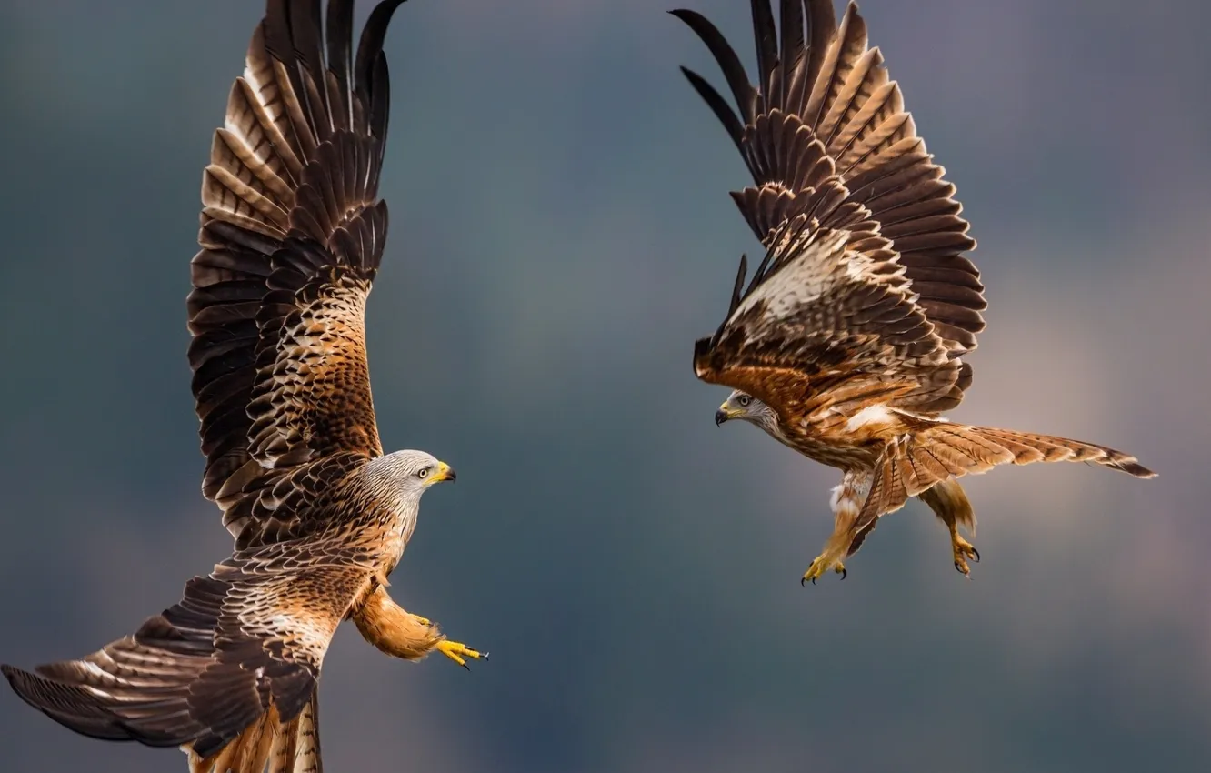 Фото обои flight, feathers, eagles