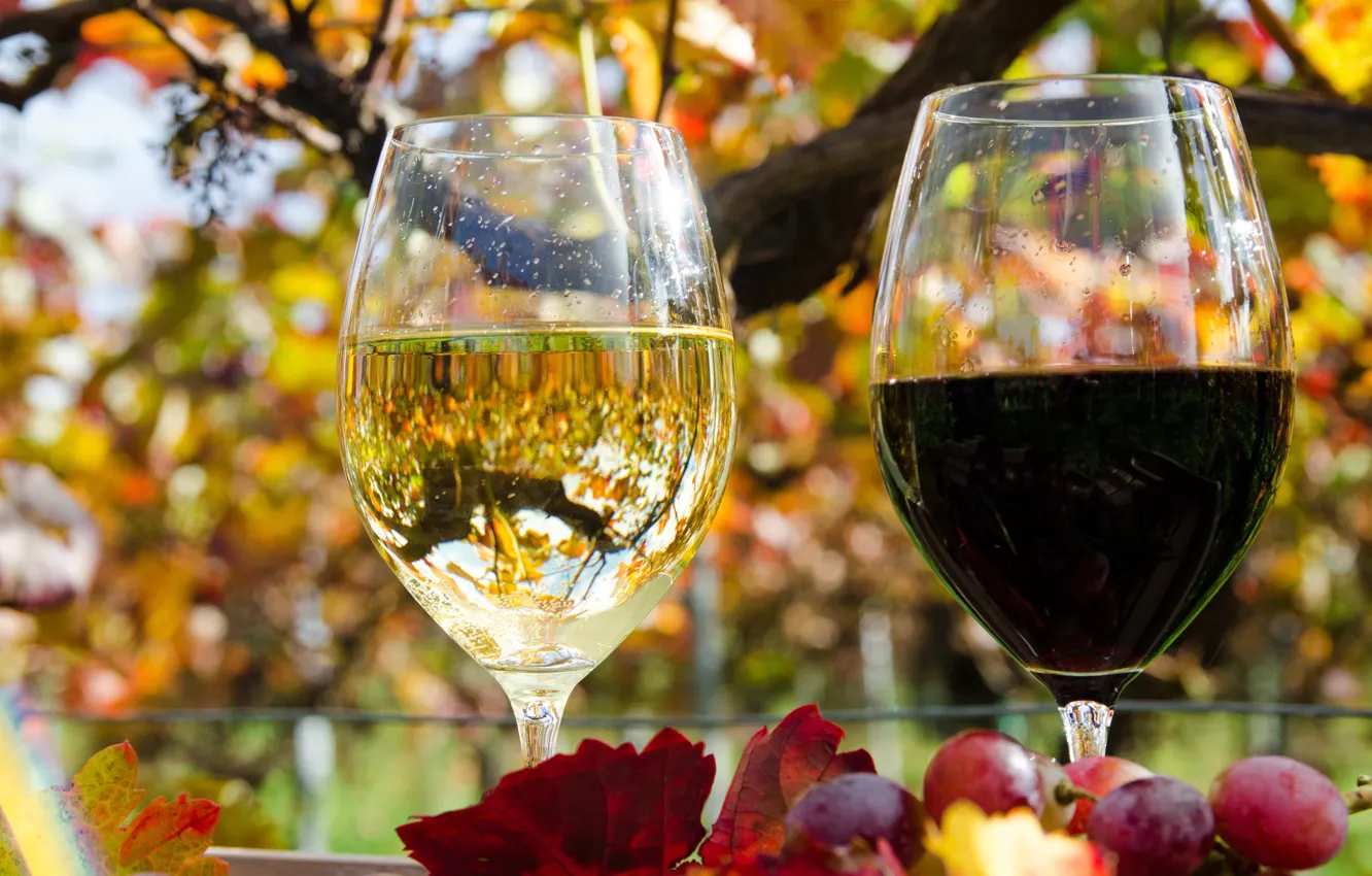 Фото обои осень, листья, отражение, вино, красное, белое, бокалы