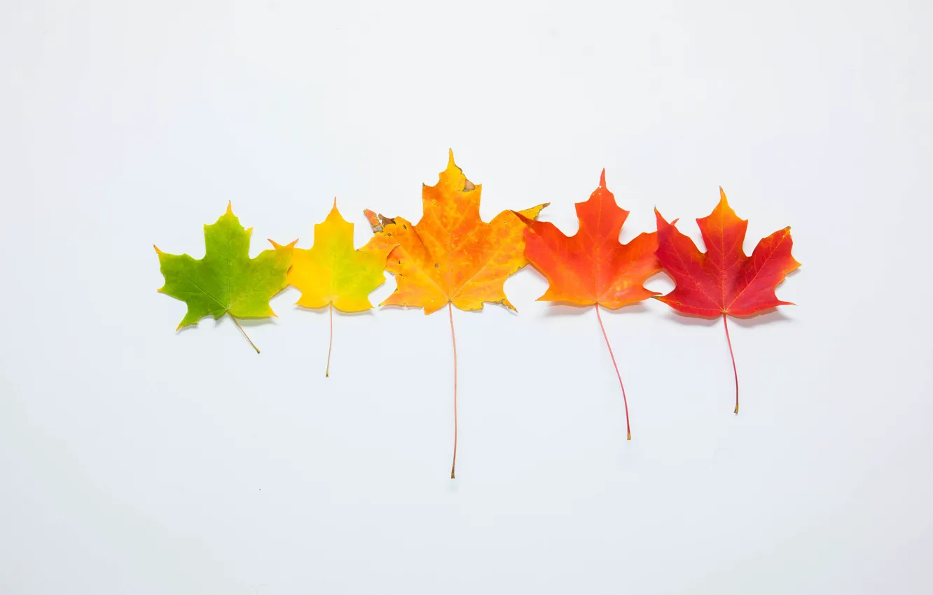 Фото обои осень, листья, фон, разноцветные