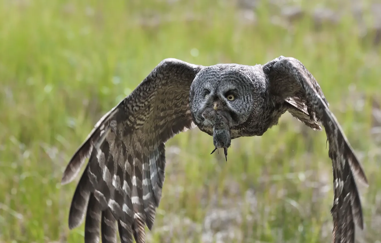 Фото обои птица, охота, Great Grey Owl