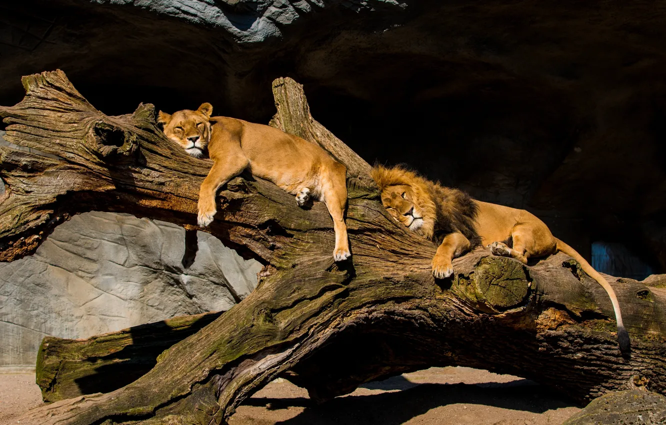 Фото обои отдых, релакс, лев, бревно, львы, парочка, львица