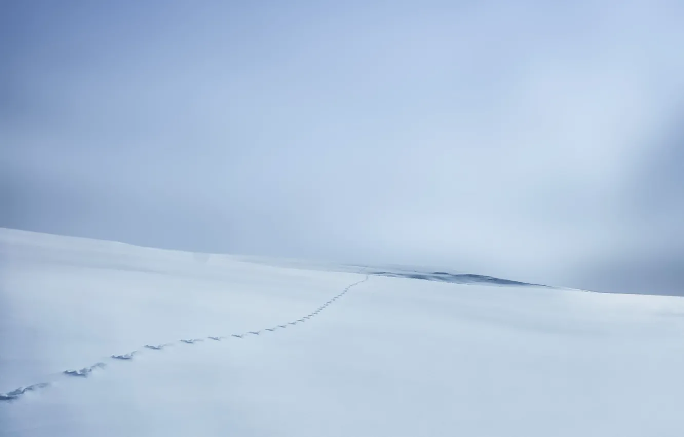 Фото обои зима, поле, снег, следы