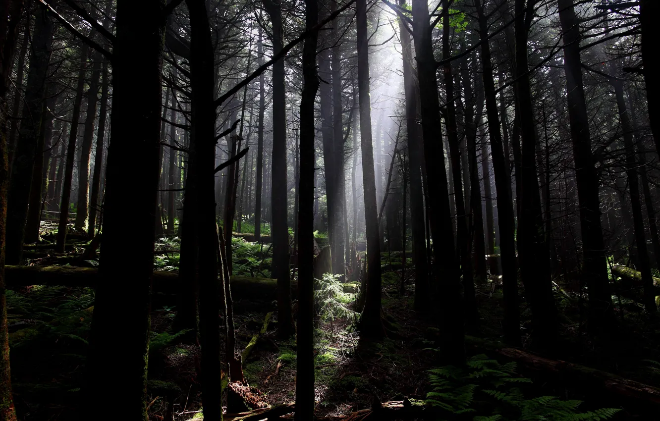 Фото обои лес, деревья, природа, луч света