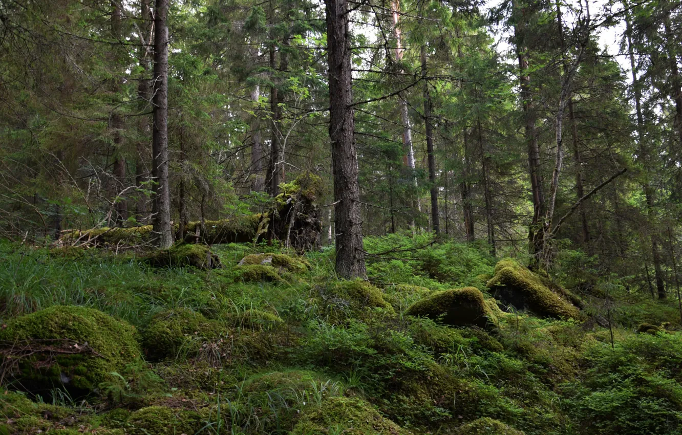 Фото обои лес, деревья, природа, мох