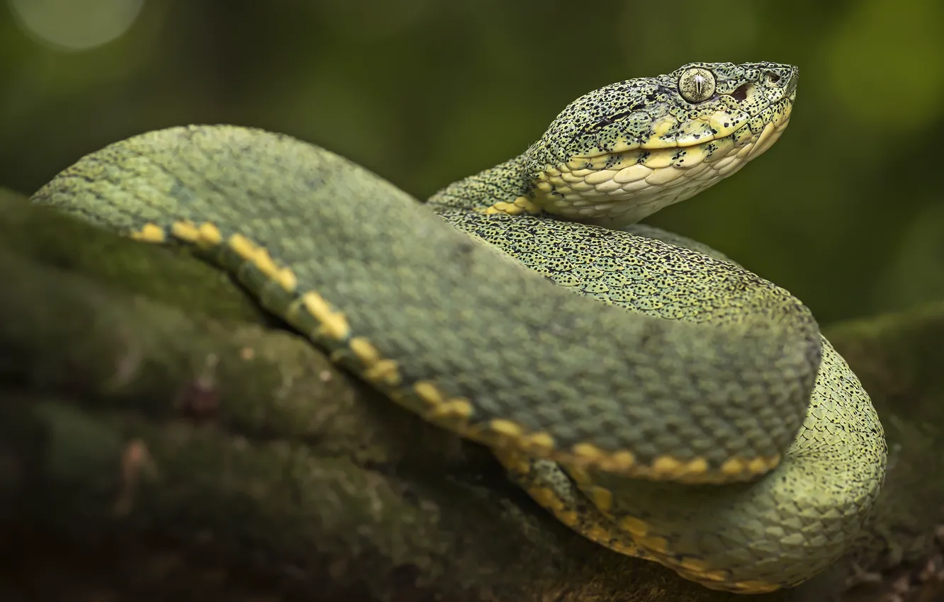 Фото обои природа, змея, зелёная, рептилия, хладнокровное животное