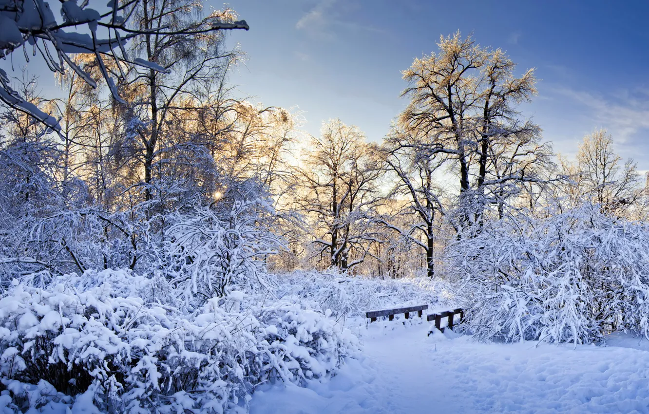 Фото обои снег, деревья, ветки, зима.