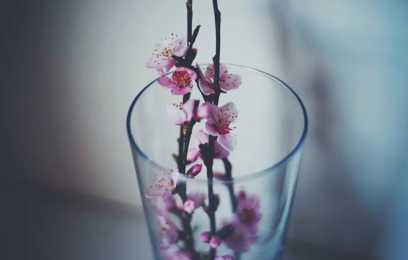 Фото обои цветы, стакан, ветка, лепестки