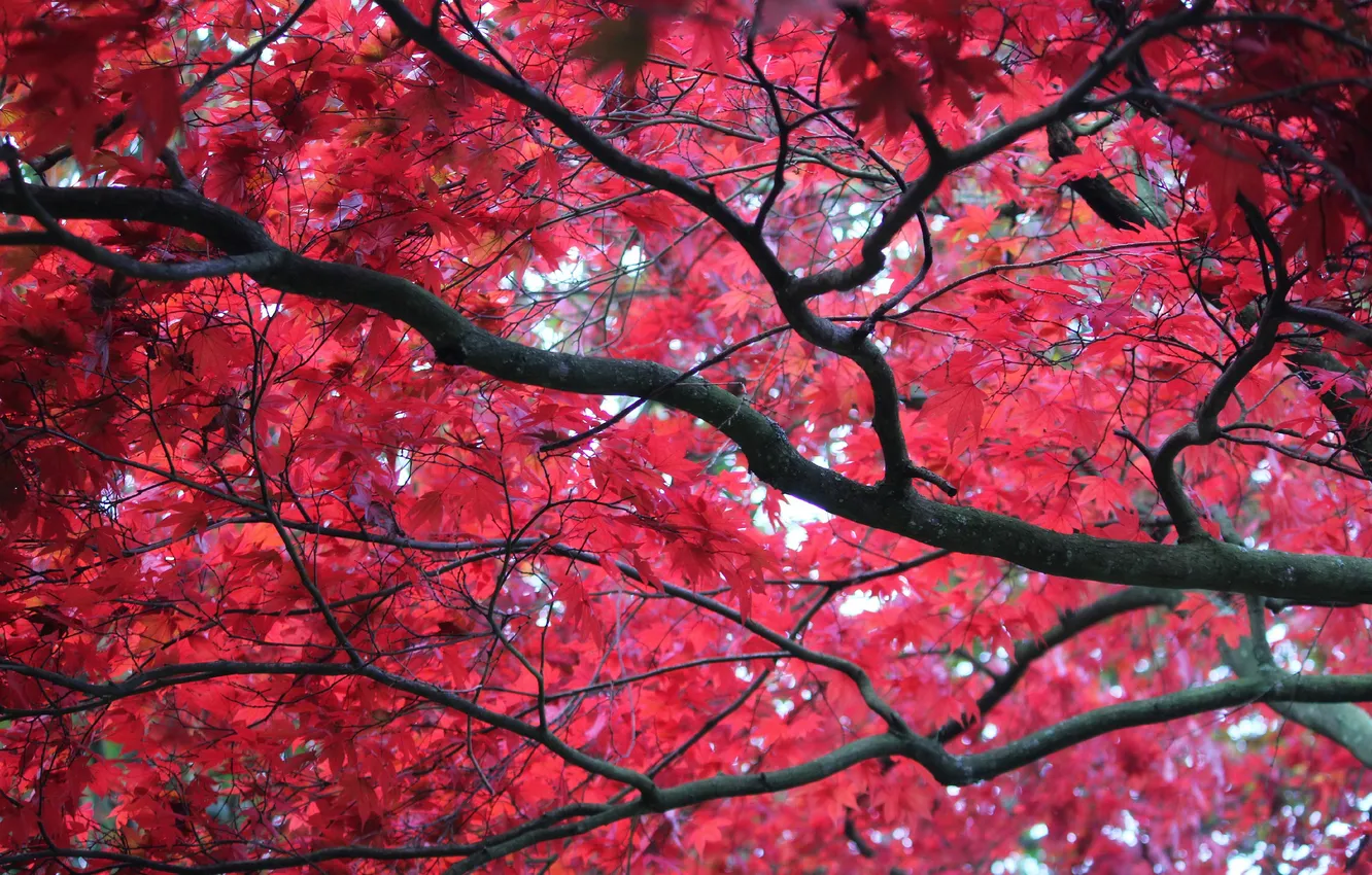 Фото обои осень, листья, ветки, дерево, багрянец