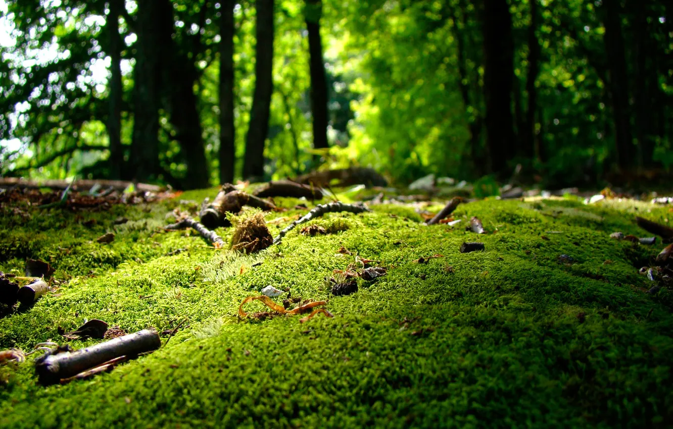 Фото обои зелень, лес, деревья, мох
