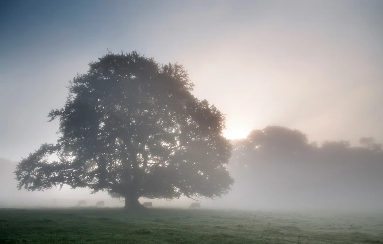 Фото обои пейзаж, туман, дерево, утро