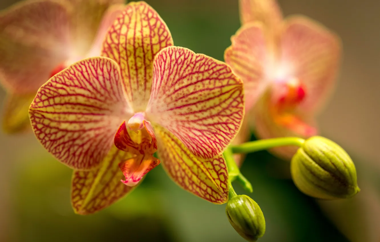 Фото обои макро, лепестки, экзотика, бутоны, Орхидея, Фаленопсис