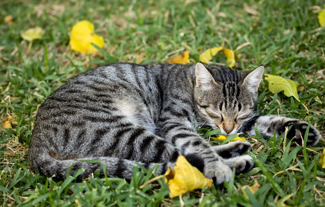 Фото обои кошка, трава, кот, природа, поза, серый, отдых, поляна