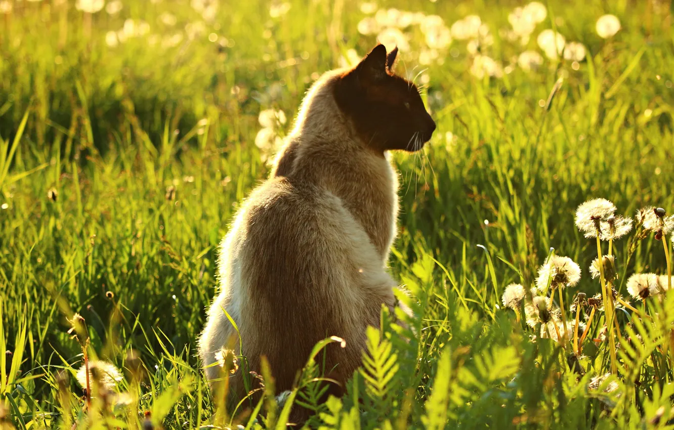 Фото обои зелень, кошка, лето, трава, кот, свет, цветы, природа