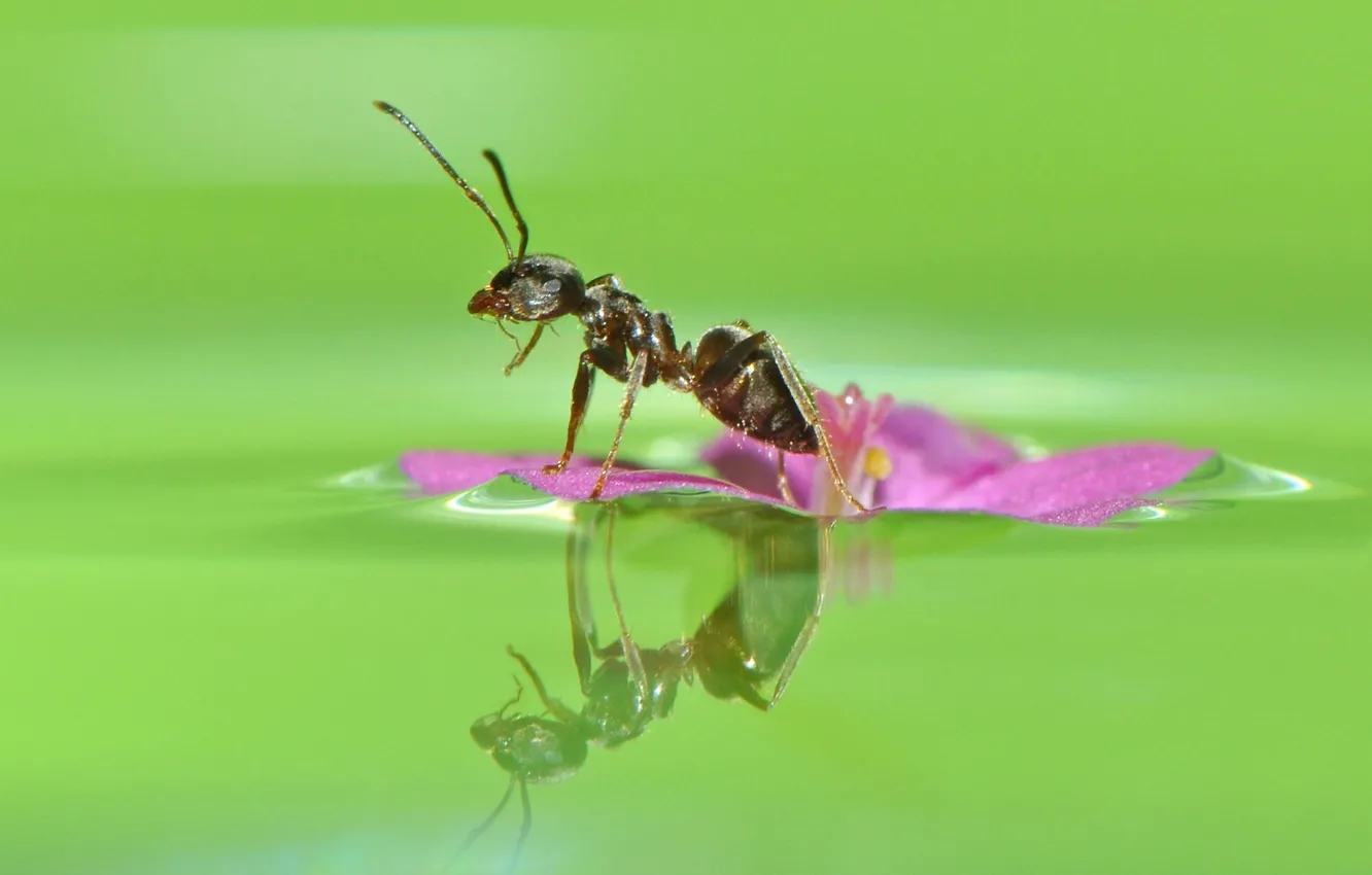 Фото обои цветок, вода, макро, отражение, муравей