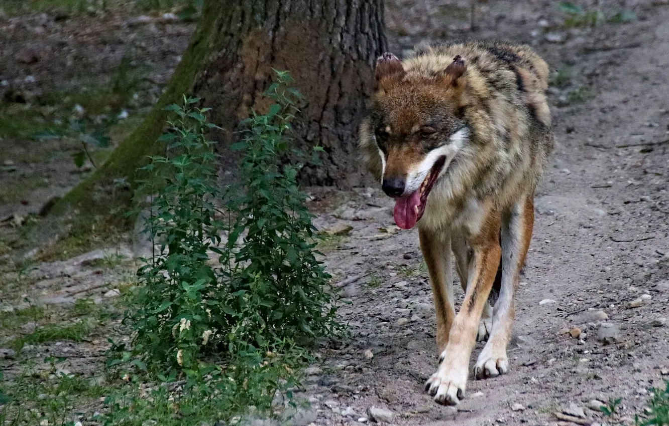 Фото обои nature, snow, predator, face, animal, wolf, wolves, wildlife