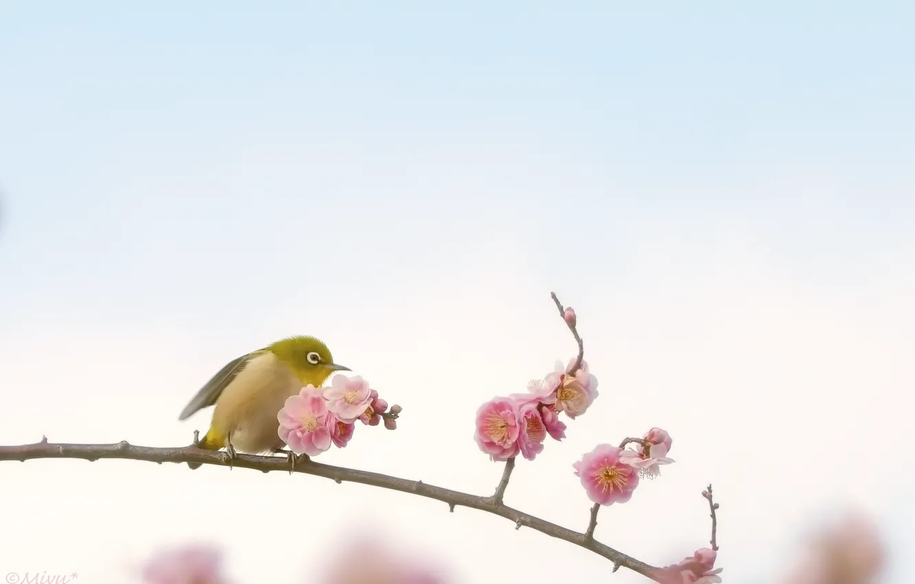 Фото обои цветы, птица, ветка, живая природа