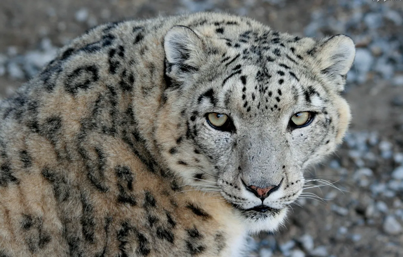 Фото обои взгляд, морда, хищник, ирбис, снежный барс, snow leopard